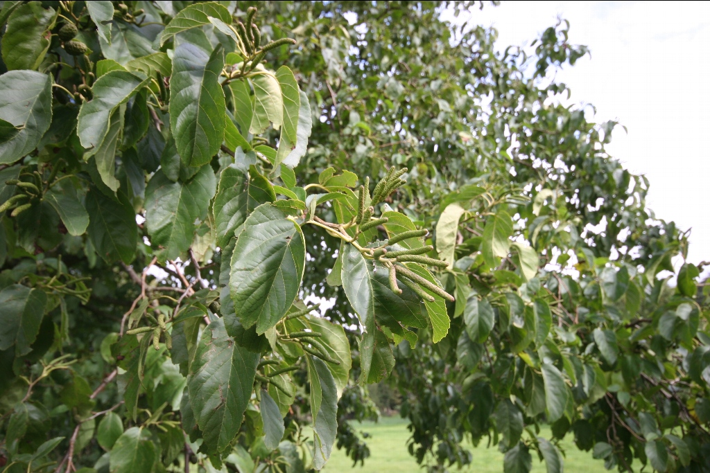 caucasian alder, سیاه توسه، توسه، سفید توسه، توسا، توسکال، تسکا